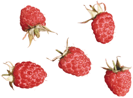 Rraspberry Png Image