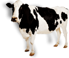 Cow Icon - Cow Transparent Png