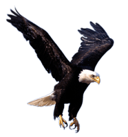 Flying Eagle Png Image Download