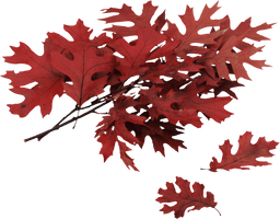 Autumn Png Leaf