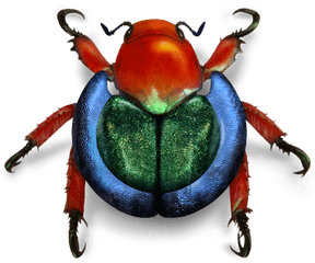 Wikimedia Beetle - Weevil Png