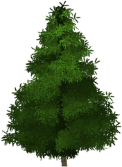 Spruce Tree Painted - Png