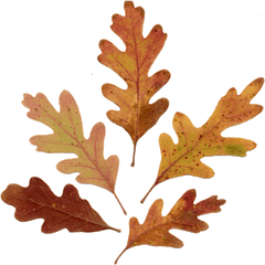 Acorn Leaf Drawing Download - Oak Leaves 399x400 Png Acorn Leaf