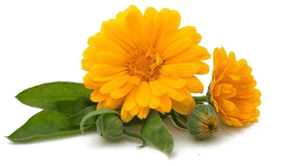 Calendula U2013 Skin Conditions - Ulcerative Colitis Natural Treatment Png