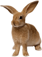 Rabbit Png Image