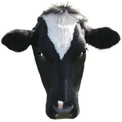 Dairy Cow Transparent Image - Cow Head Clip Art Png