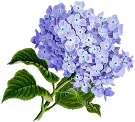 Lilac Flowers Png Images Free Download - Online Cards For Mothers Day