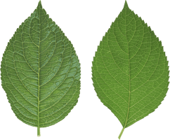 Green Leaf Png