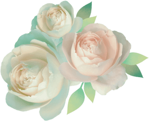 Png - Pastel Rose Transparent