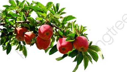 Apple Tree Branch Clipart - Apple Tree Branch Png