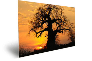 Sunset Baobab Tree In Tanzania African Forest - Silhouette Png