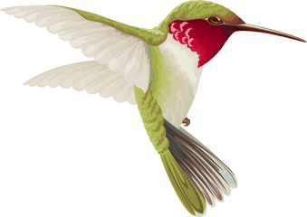 Png V - Transparent Background Hummingbird Clip Art