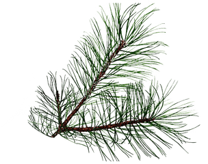 Pine Branch Png Transparent - Leaf Pine