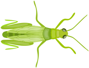 Grasshopper Wing Feeler Antenna Flat - Icono Png Saltamontes