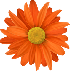 Orange Flower Transparent Png Clipart - Transparent Background Orange Flower Png