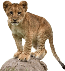 Lion Cub Png Transparent Images All - Lion Cub Transparent Background