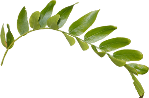 Fresh Green Leafs Free Download Image - Free PNG