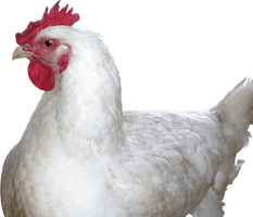 Chicken Png Image