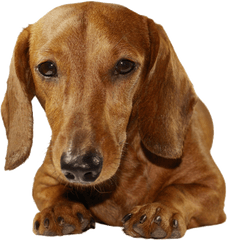 Breed Dogs Png V - Dachshund Png