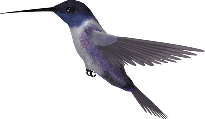 Hummingbird Transparent Png - Humming Bird Png