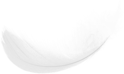 Feather Png Images Free Download - Plume Blanche Fond Transparent