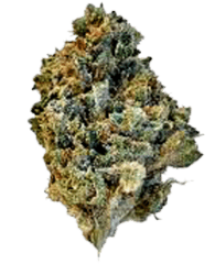 18 Weed Plant Psd Images Marijuana Png Transparent