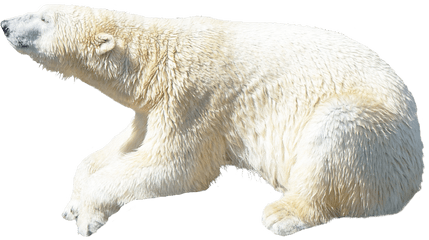 Download Polar Bear Png Image For Free - Polar Bear Png