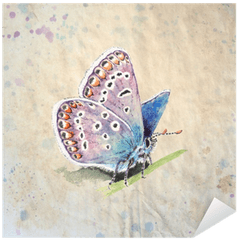 Copper - Butterfly Lycaenidae Realistic Vintage Style Watercolor Illustration On Textured Grunge Background Beautiful Blue Butterfly Sitting On A Common Blue Png