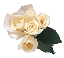 White Roses Png Image