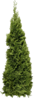 Green Big Fir-Tree Png Image
