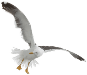 Download Gull Bird Png Transparent Image 13 - Free Transparent Background Seagull Png