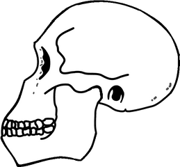 Filerudolfensis Skullpng - Wikipedia Homo Habilis Skull