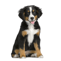 Dog Png Image