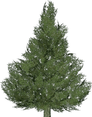 3d Trees - Silver Fir Tree Acca Software Spruce Artificial Christmas Tree Png