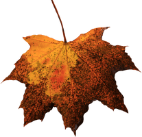 Leaf Picture - Free PNG