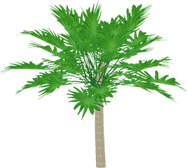 New Guinea Palmyra Palm Artifex Zt2 Download Library - Fresh Png