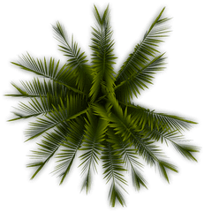 Palm Tree Top View Transparent U0026 Png Clipart Free Download - Ywd Coconut Tree Top Png