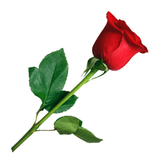 Red Rose Flower Png 1 Image - Red Rose Png