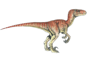 Velociraptor Tyrannosaurus Deinonychus Dinosaur PNG Download Free