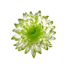 Lime Green Zembla - Green Flower Cut Out Png