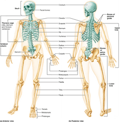 Skeletal System Png - Chapter Bones Part The Axial A P Human Skeleton Anterior And Posterior View