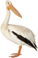 Download Free Png Brown - Pelican Png