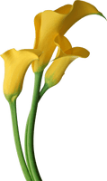 Calla Free Download - Free PNG