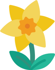 Daffodil - Daffodil Icon Png