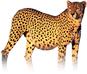 Cheetah Png Hd - Cheetah Png Hd