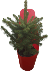 Charlie Brown Christmas Tree Png - Balsam Fir