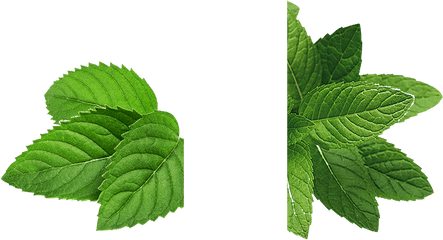 Mint Png Pictures Free Download - Mint Png