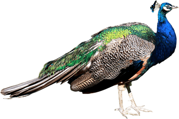 Peacock Png Images Free Download - Peacock Png