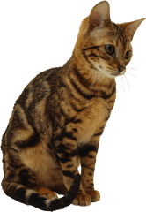 Cats Png Image Without Background - Cat Sitting Transparent Background