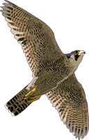 Falcon Free Download Png